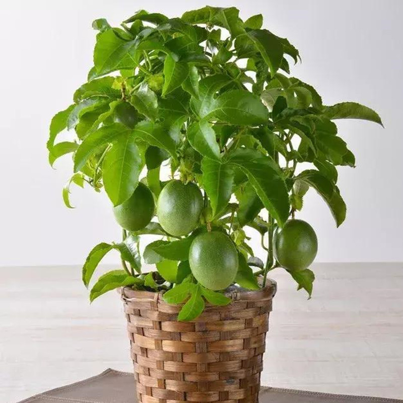 百香果苗 黄金百香果树果苗 爬藤 南方北方 盆栽地栽当年结果包邮