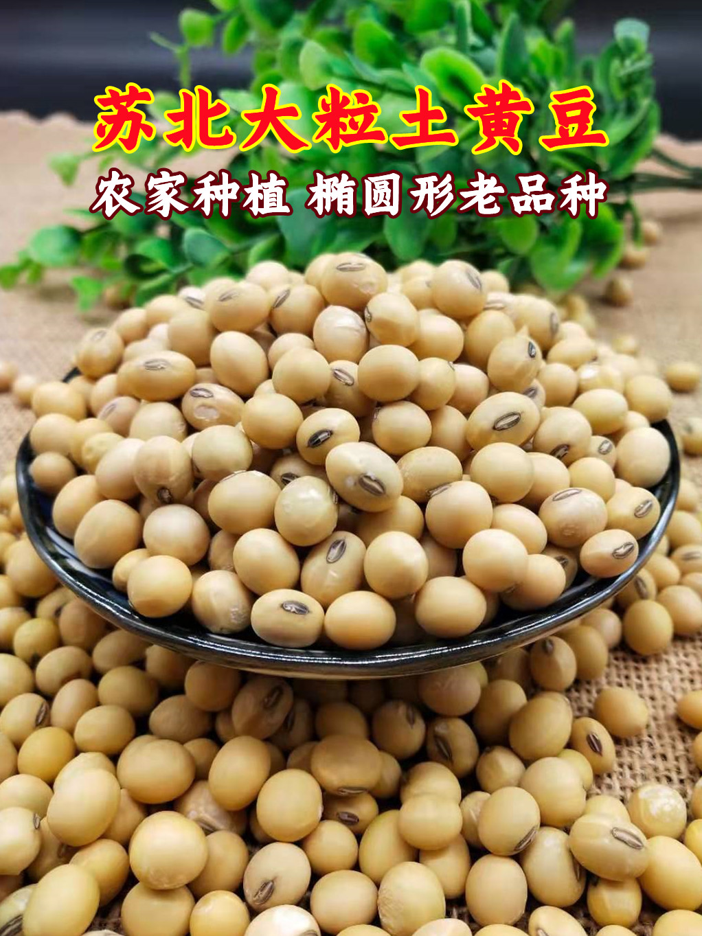 新黄豆5斤 农家老品种土黄豆 豆浆豆腐原料苏北黑脐王