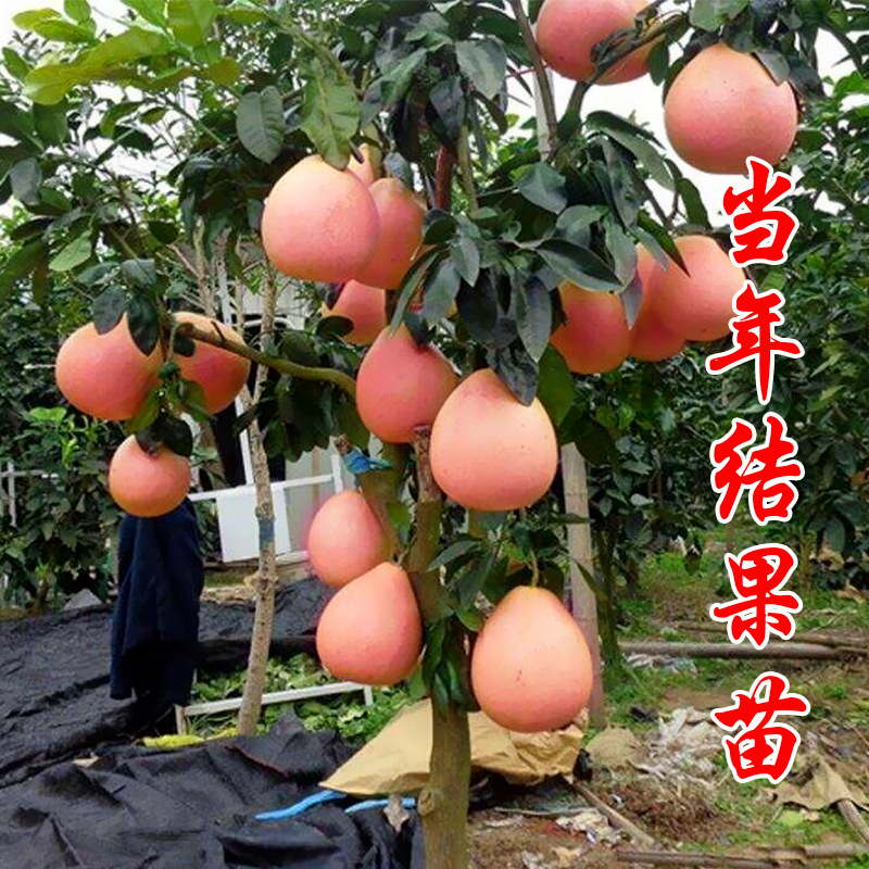 果树苗红肉蜜柚苗 柚子苗树苗盆栽南方北方种植当年结果 柚子树苗