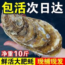 水产海鲜肉斤特大新鲜即食乳山10超大海蛎子刺身包活牡蛎生蚝鲜活