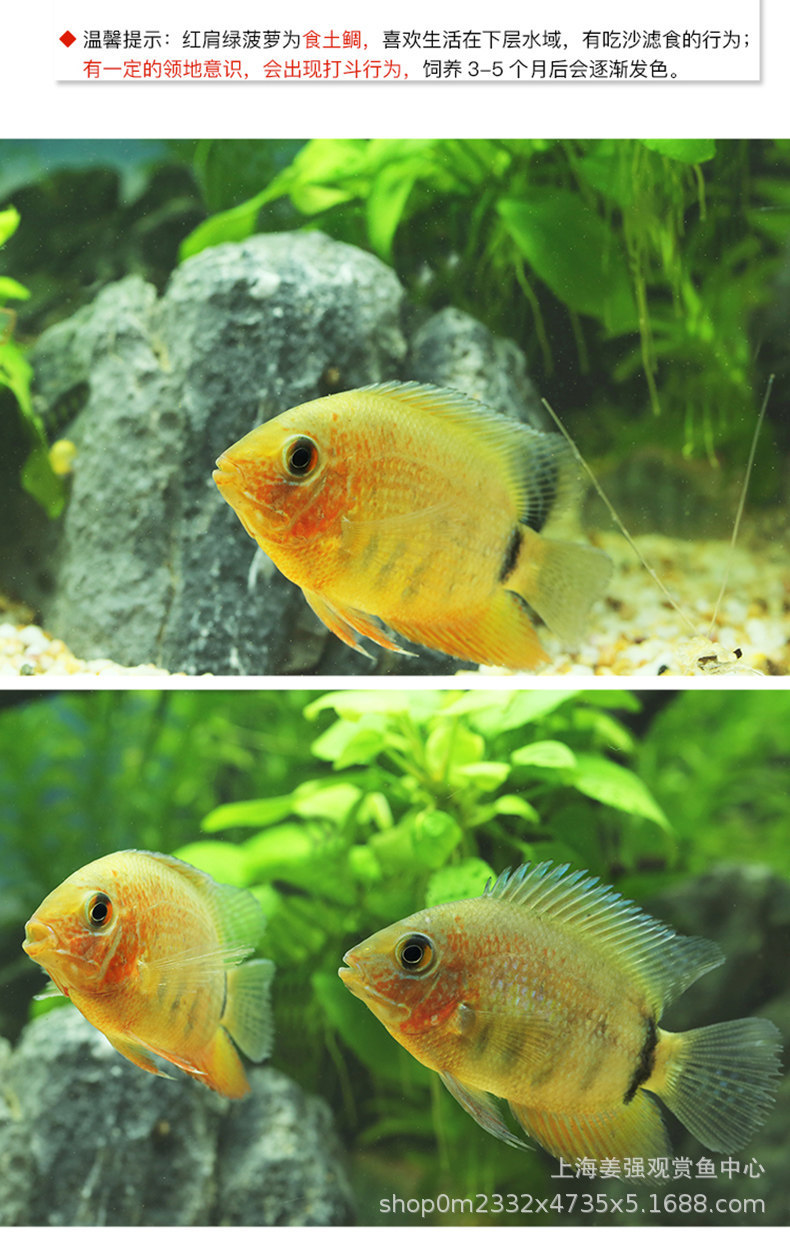 菠萝鱼红肩绿热带观赏鱼宠物鱼淡水鱼龙鱼配鱼是否进口否品种热带鱼