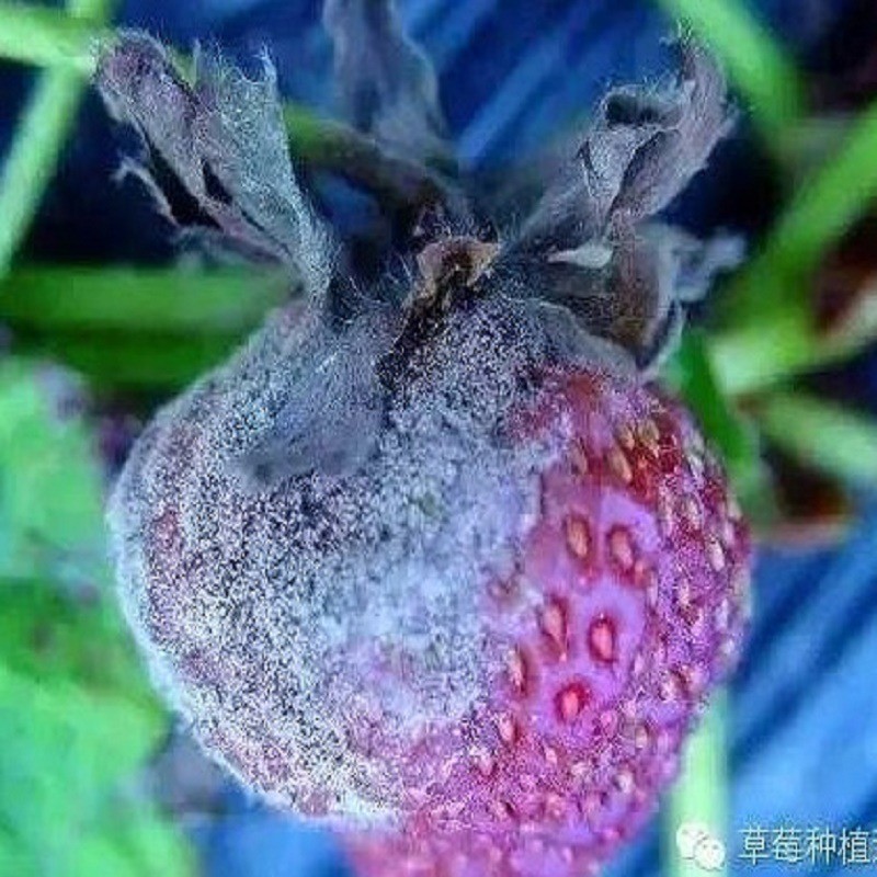 3%杀菌剂 植物源生物农药 草莓灰霉病霜霉病疫病100ml