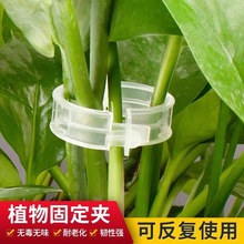 植物瓜果植物夹塑料绑蔓夹绑枝夹吊蔓夹扶蔓夹西红柿夹藤蔓固定夹