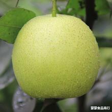 河北鸭梨水果当季整箱时令孕妇翠冠正宗天津水晶白梨雪梨5_阿里巴巴找