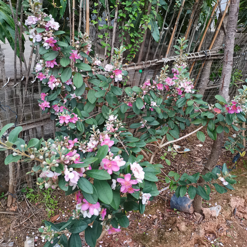 桃金娘树苗广西陈生果树种苗捻子树苗山捻子树苗南北方盆栽地栽