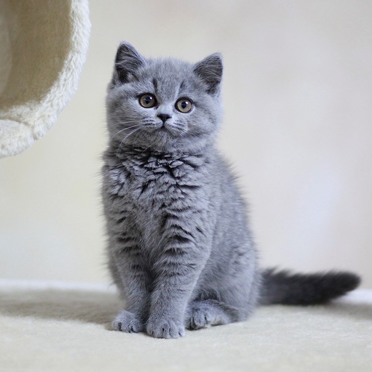 英国短耳蓝猫照片图片