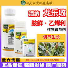 青岛海纳 龙乐收 30%胺鲜·乙烯利 玉米,调节生长,植物生长调节剂
