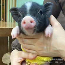 泰国小香猪迷你宠物活物猪荷兰猪小型萌宠幼崽粉猪疫苗已打_阿里巴巴