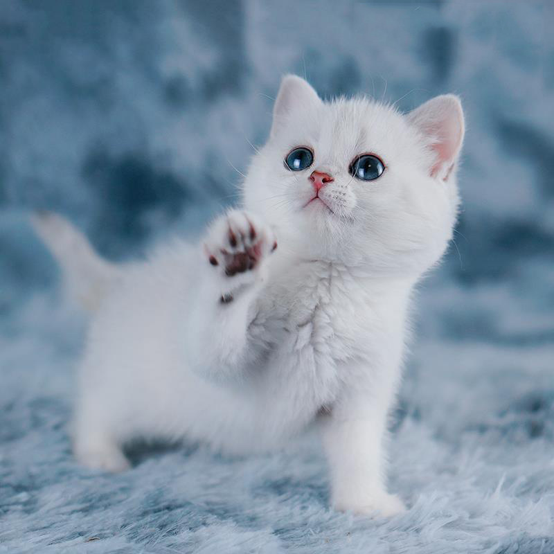 纯种英国短毛猫银点渐层蓝眼银渐层幼猫活体猫咪折耳猫宠物猫