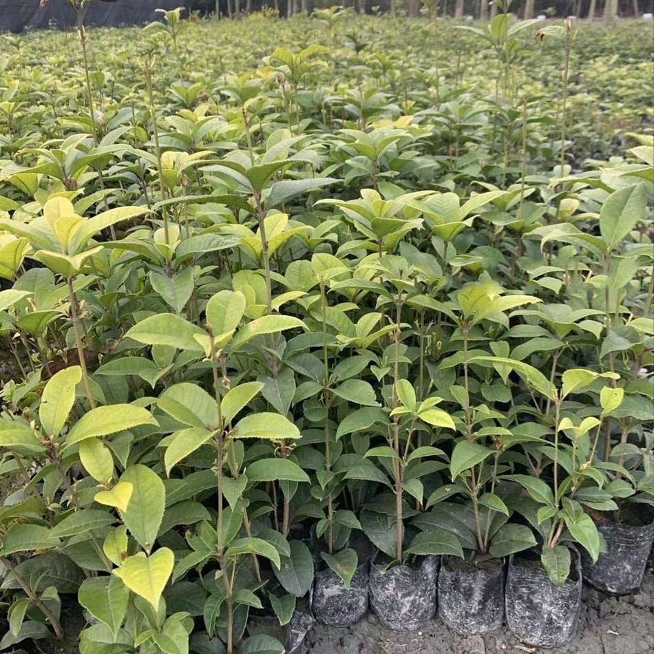 佛顶珠四季桂10小杯 地被杯苗植物批发 成都园林绿化工程苗木