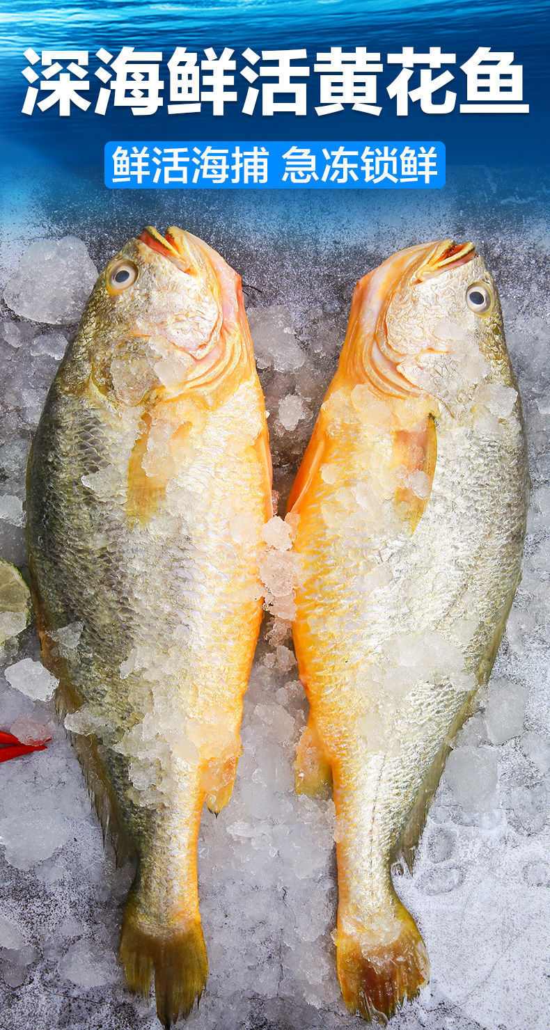 整箱东海大黄花鱼新鲜大黄鱼鲜活冷冻黄生鲜海鲜类批发水产大海鱼