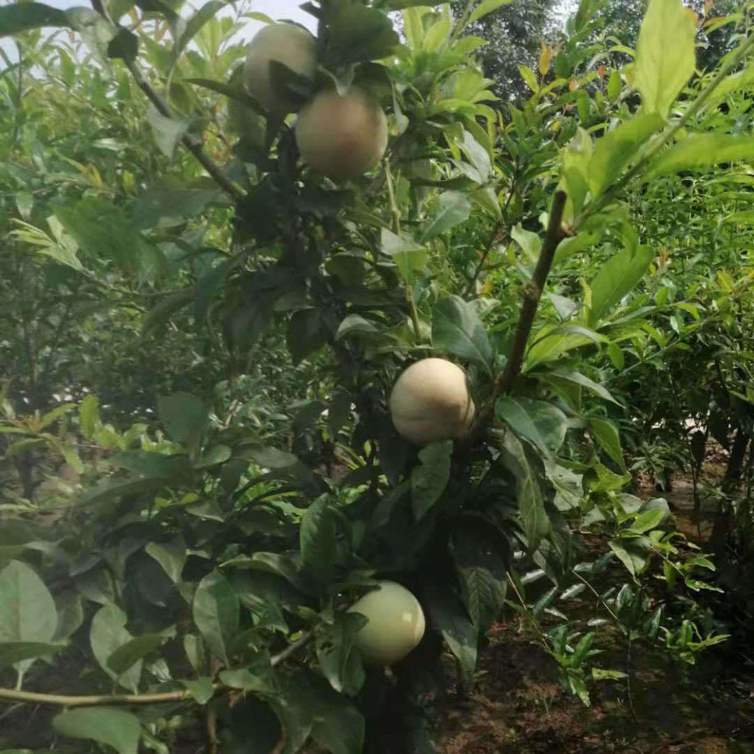 当年结果李子苗盆栽地栽果树苗嫁接李子苗脆红三华黑布林李子树苗