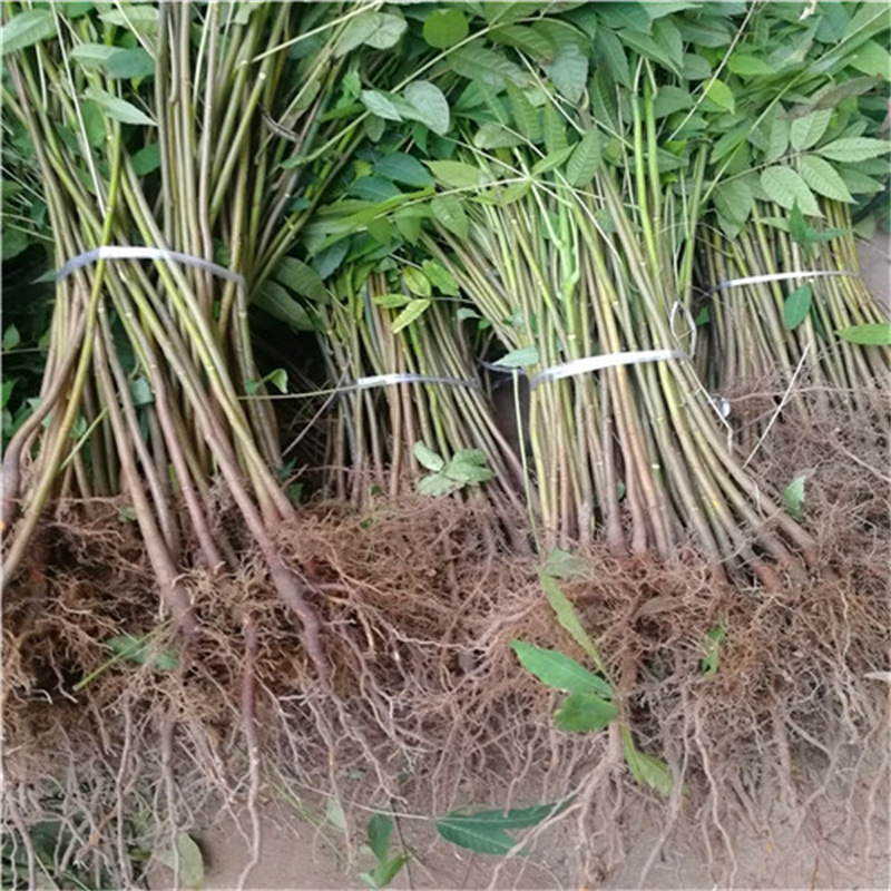 自产自销香椿树苗基地 矮化大棚香椿苗价格 红油香椿苗育苗基地