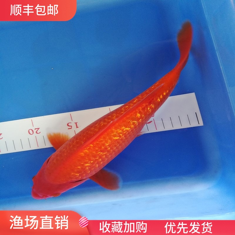 火鲤反光鳞红色锦鲤 冷水观赏鱼易活锦鲤鱼活体金鱼活鱼 闪鳞火鲤