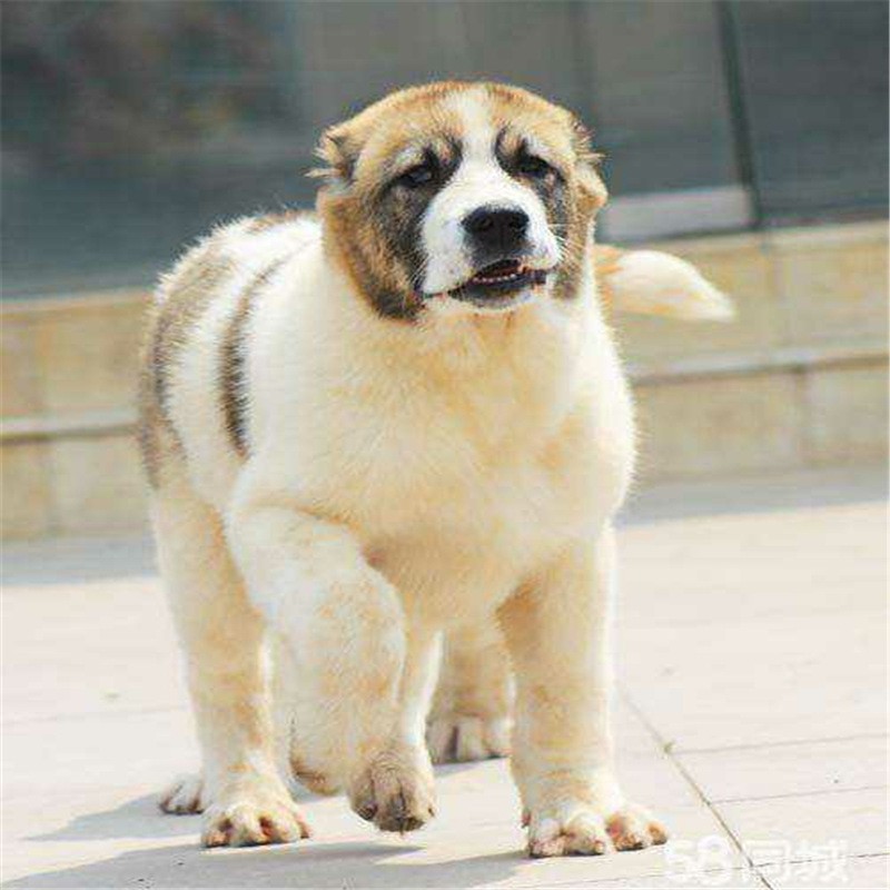 出售纯种中亚牧羊犬活体幼犬 俄罗斯中亚犬护卫犬 中亚猎狼犬幼崽