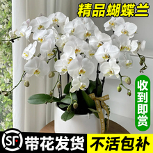 蝴蝶兰盆栽带花大花客厅室内花卉植物好养真花年宵花大花蕙兰新年