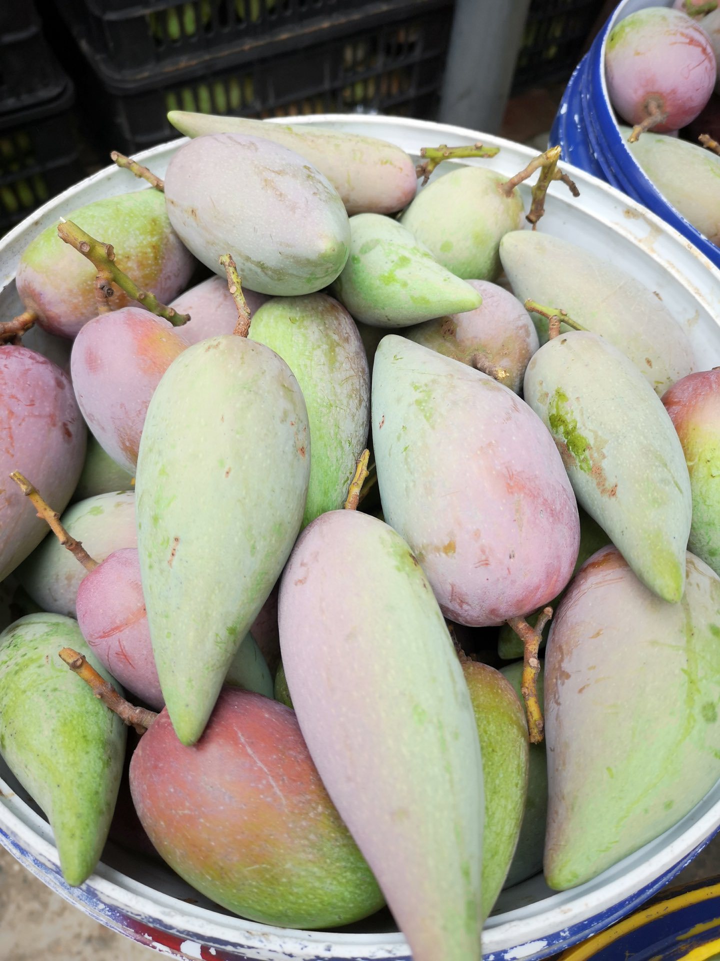 三亚甜心芒果皮薄核新品上架 海南辣椒芒   辣椒芒果和贵妃芒一个品种