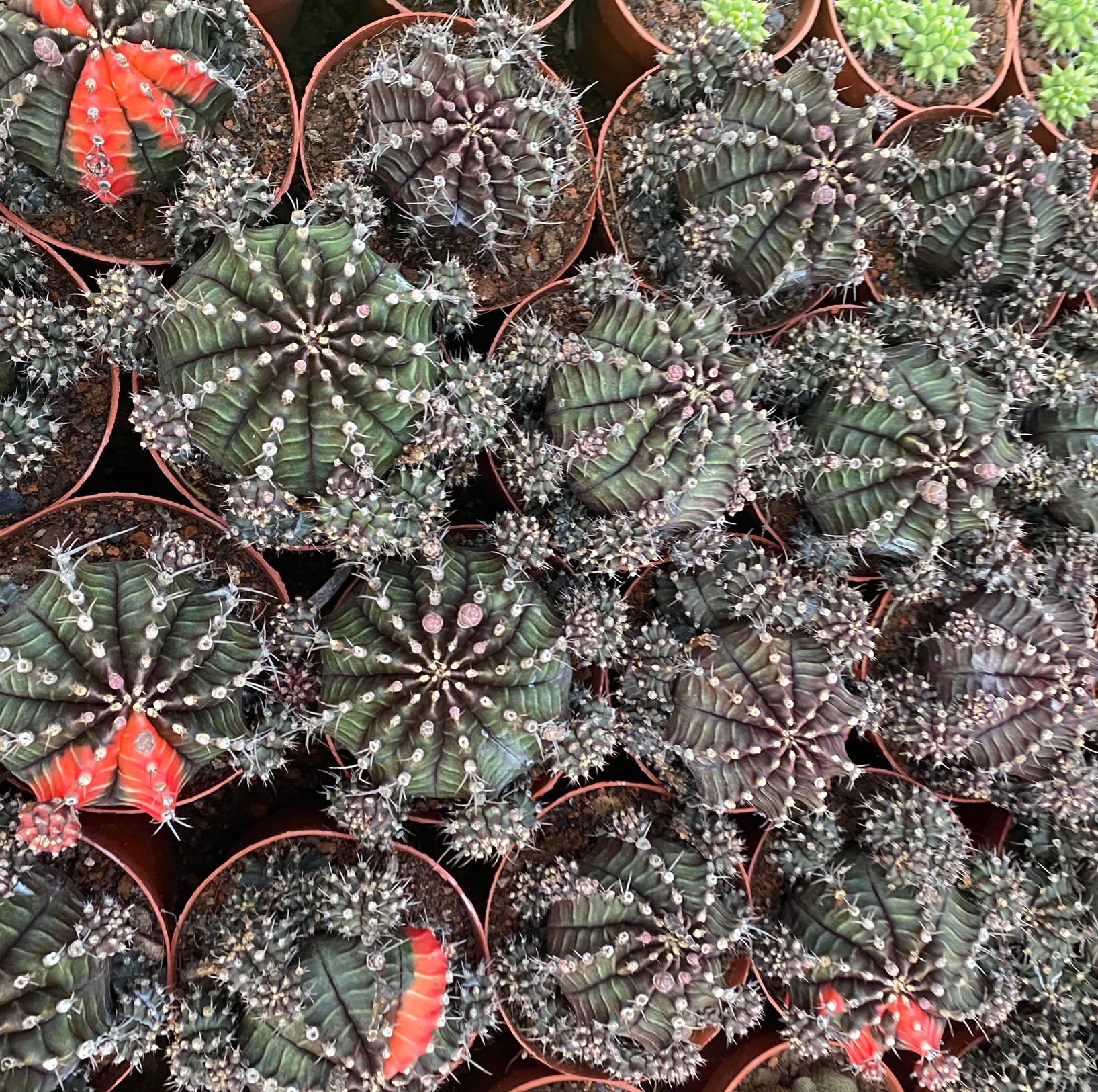 黑牡丹 落地 带侧芽 8-10厘米 仙人球批发 开花多肉盆栽 基地直发