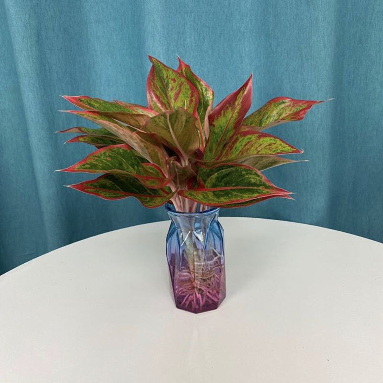 爱你一万年植物万年红水养水培冬季室内办公室冻不死的花四季易活