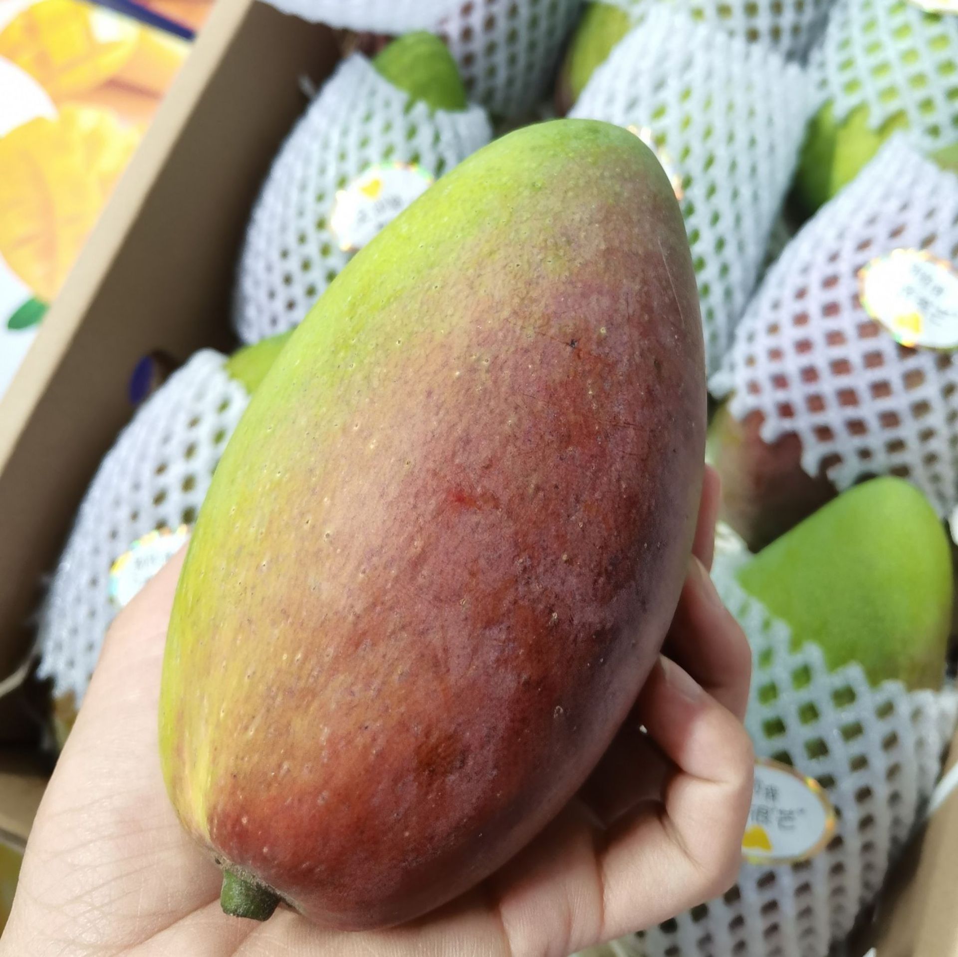 『海南贵妃芒果树熟果』大果10斤礼盒新鲜现摘水果顺丰 京东发货