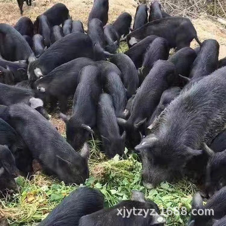 生态放养土黑猪 送礼黑猪肉 商品黑猪养殖活体价格 纯种藏香猪