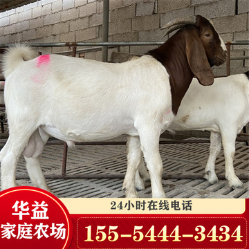 青山羊羊羔 小尾寒羊养殖 山羊波尔山羊养殖场  山东养羊