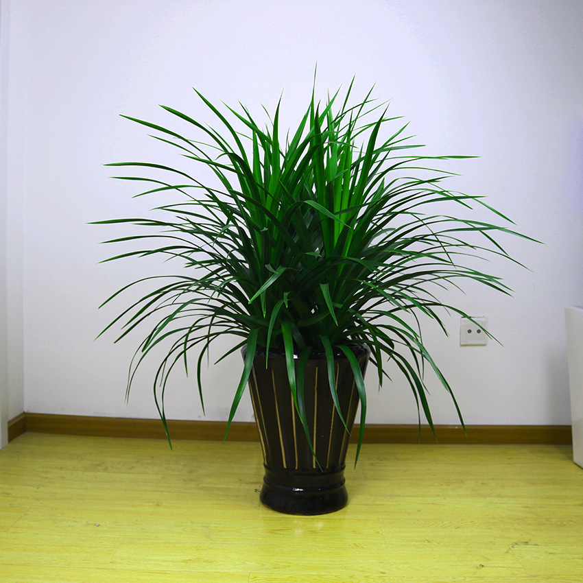 龙铁树龙须树多头龙血树室内客厅盆栽花卉植物大型绿植办公室盆景