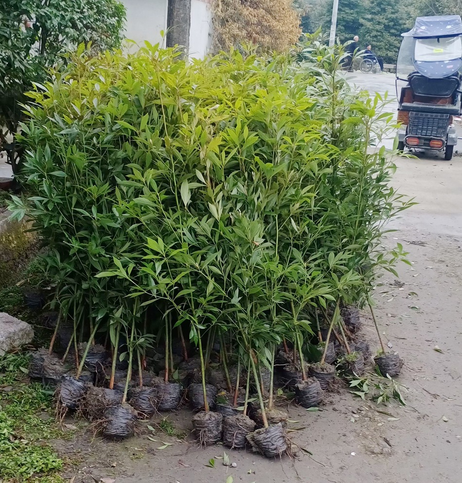 小叶桢楠杯苗 金丝楠木 细叶桢楠苗子 四川园林绿化苗木