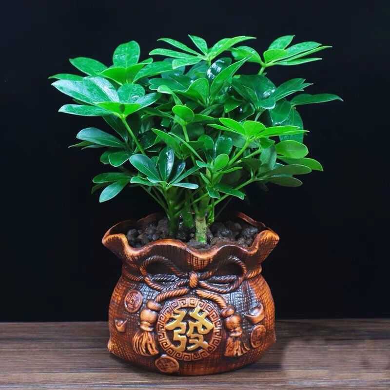 旺财八方来财鸭脚木七叶莲盆栽植物净化空气吸附水培