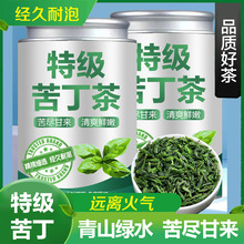 支持试喝】2025新茶特级前头小叶苦丁茶正宗青山绿水手工精选批发