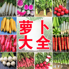 四季播白萝卜种子特大庭院家庭九斤王迟地栽四季蔬菜胡萝卜籽种