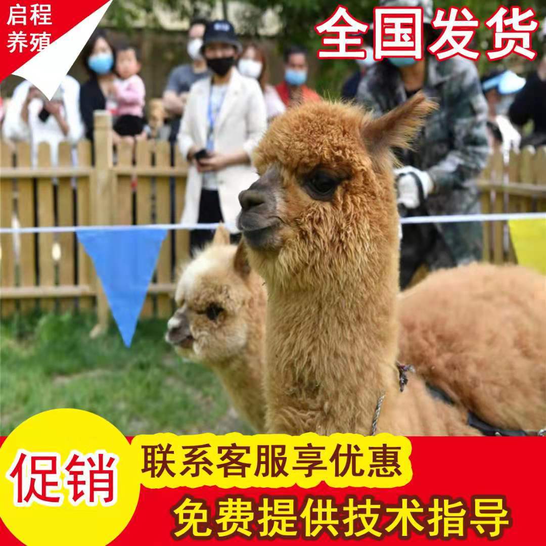 羊驼活体养殖场 室内萌宠园用小羊驼 景区观赏活体羊驼-阿里巴巴