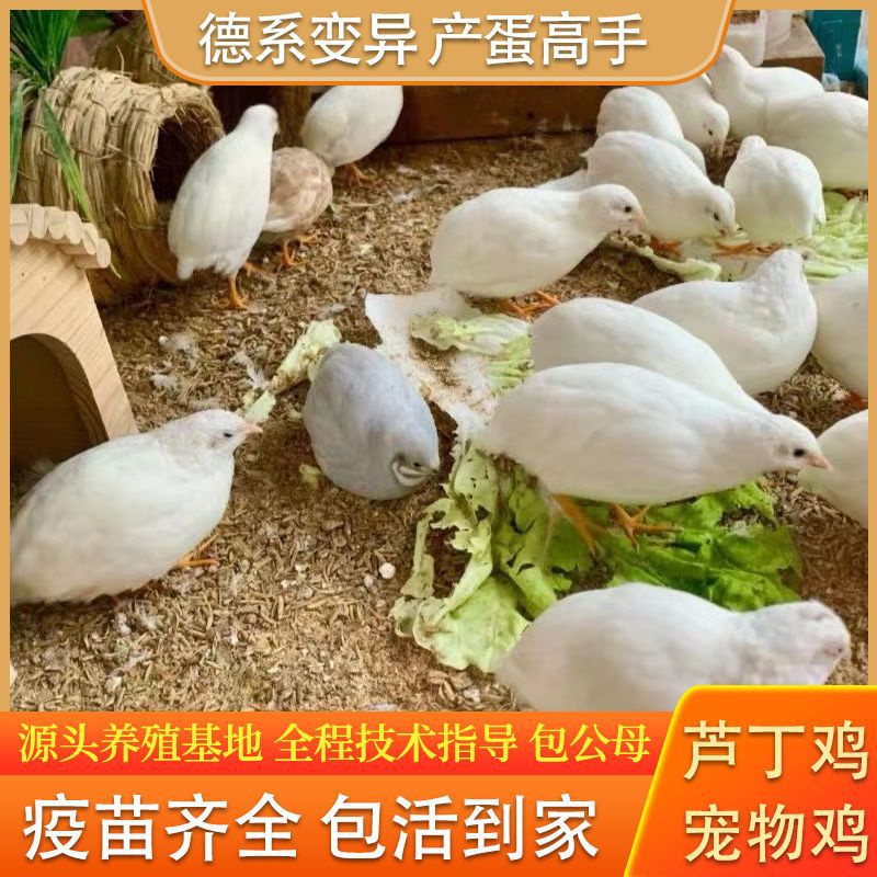 芦丁鸡活物宠物小鸡活鸡脱温德系变异迷你鸡活体下蛋王包活到家