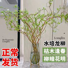 水培植物龙柳鲜枝切花水养侘寂风绿植南天竹雪柳干枝室内吊钟盆栽