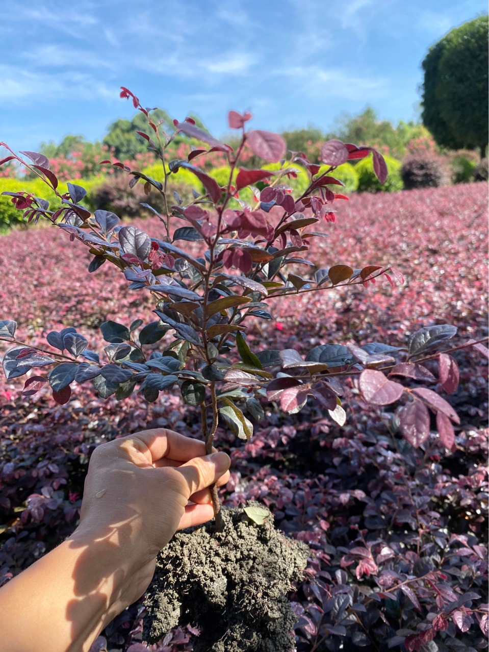 红花继木小苗 红继木球基地