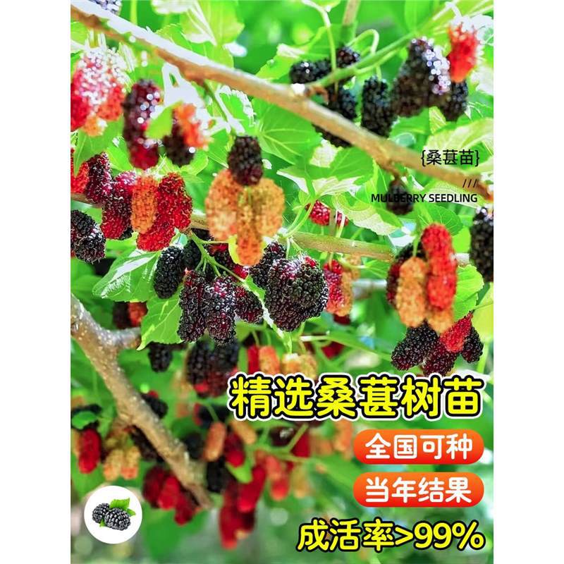 长果桑葚树苗盆栽嫁接树莓车厘子南北方室内外庭院四季水果大苗蓝