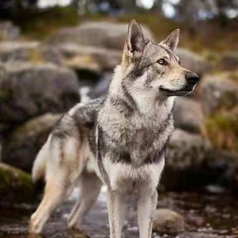 纯种捷克狼犬幼犬活体双血统狼系捷克狼犬幼崽护卫犬巨型宠物家养