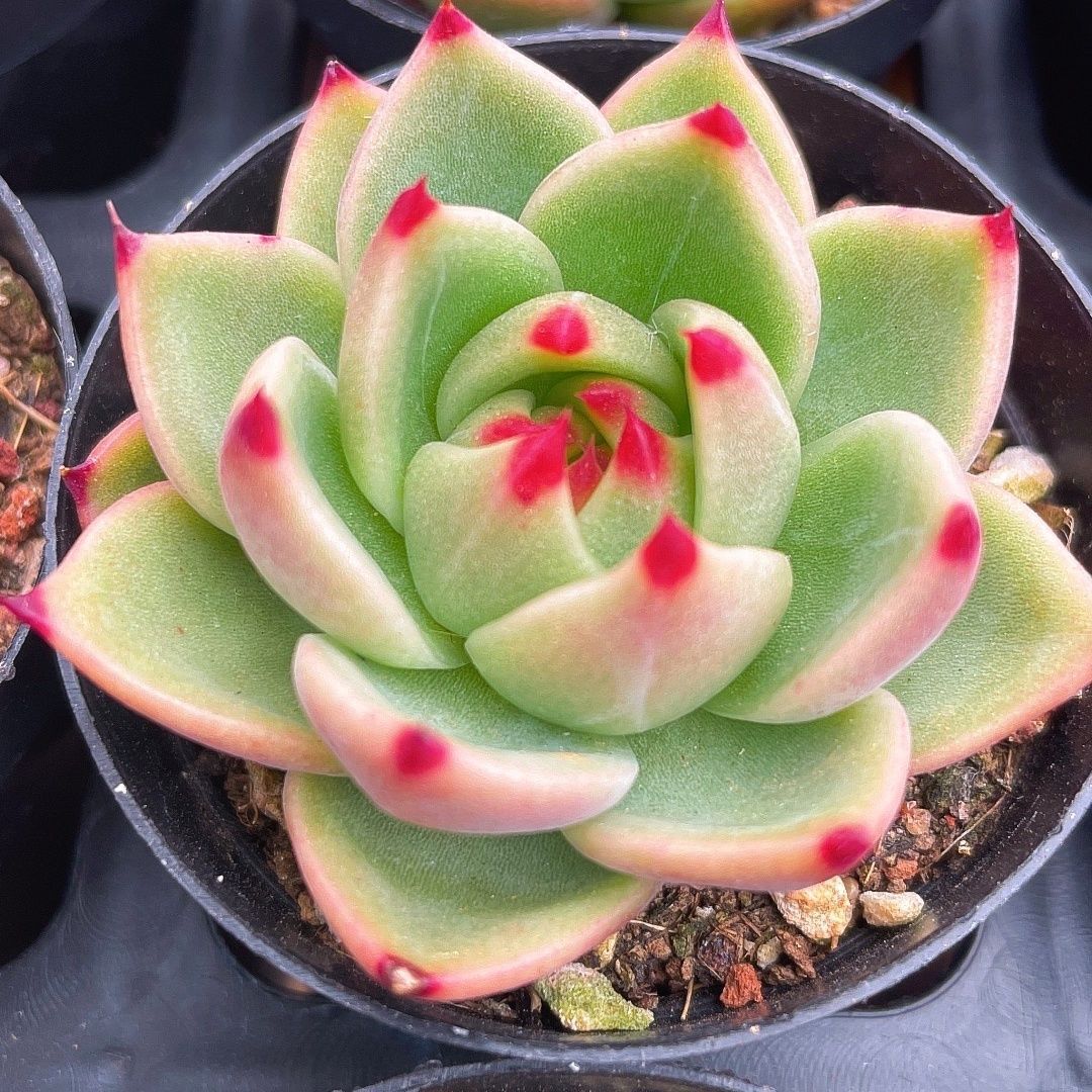 蓝龙 多肉植物 新品 小韩货萌肉肉全店-阿里巴巴