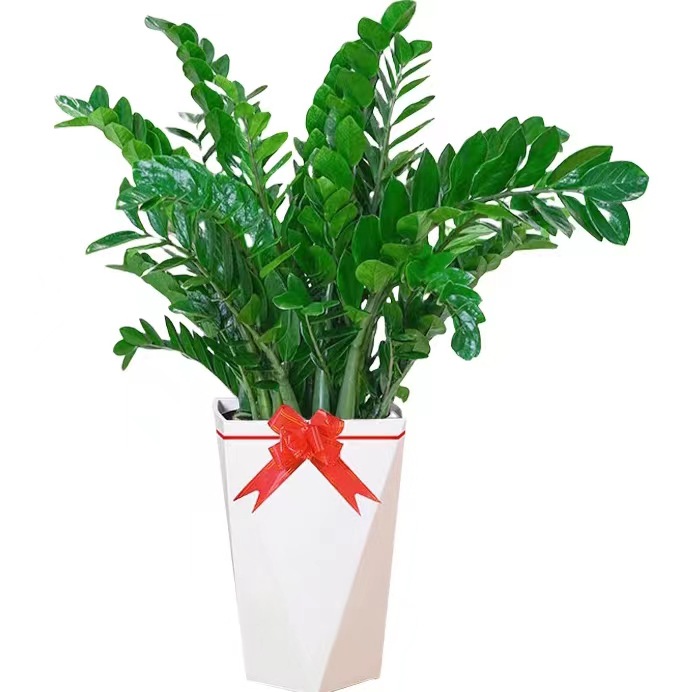 金钱树绿植室内盆栽植物钱串子办公室大型绿植四季翠绿-阿里巴巴