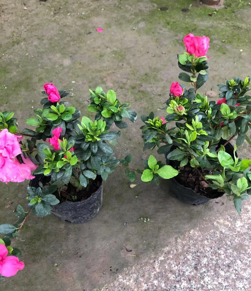 杜鹃西洋杜鹃大杯小杯萧山基地直销工程量大优惠