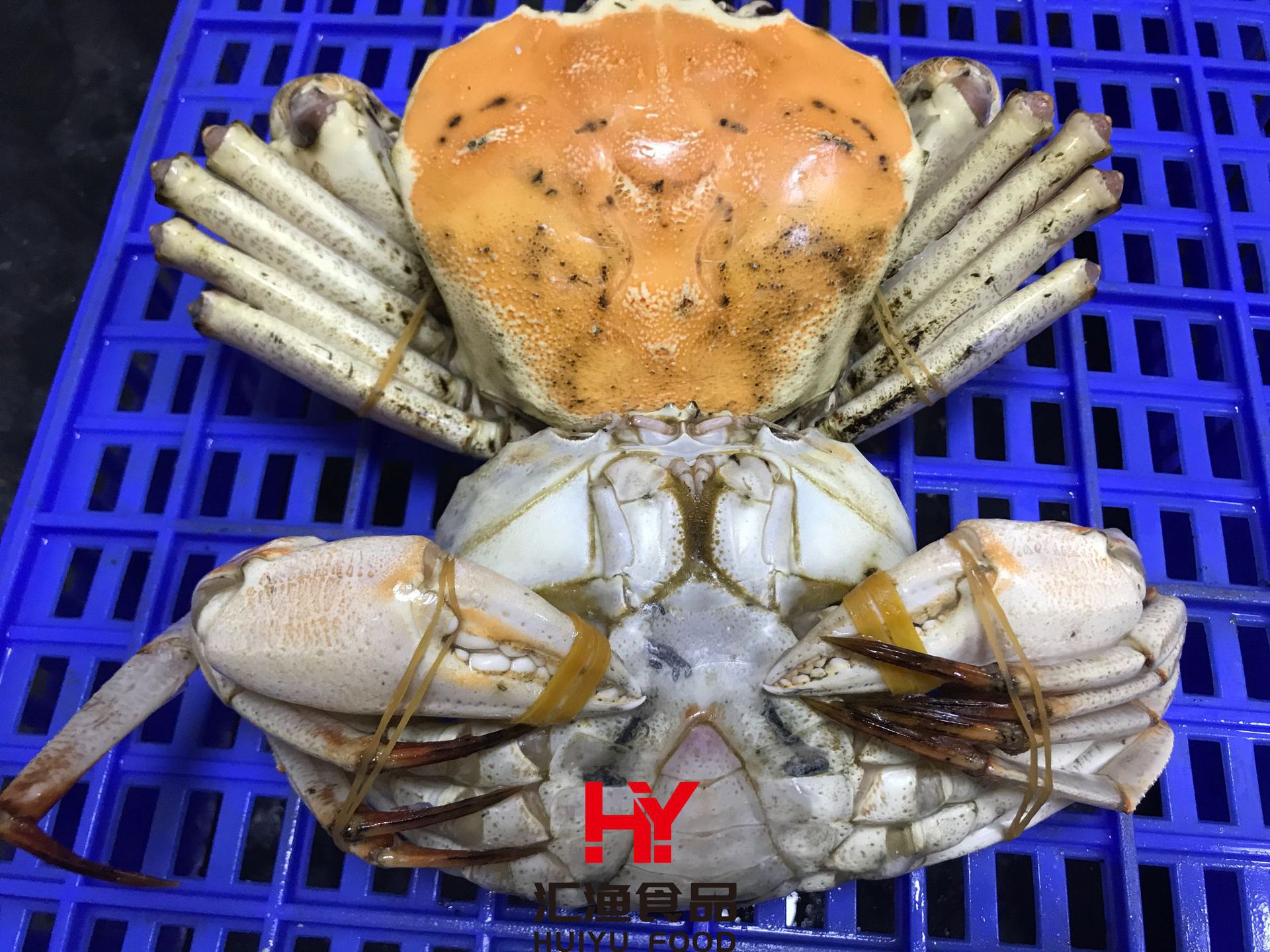 批发冷冻澳洲香槟蟹活冻大螃蟹特大黄金蟹海鲜水产肉蟹自助餐食材