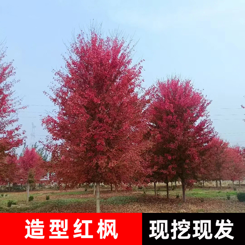 美国红枫树苗三季红日本红枫红舞姬庭院别墅四季红地栽中国红枫树