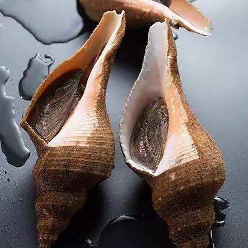 巨型海鲜鲜活潮汕大响螺新鲜1-3斤大活体海螺炭烧响螺网红螺水产