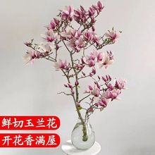 水培花卉白玉兰干枝带花苞鲜花植物室内鲜切好养浓香型雪柳干枝