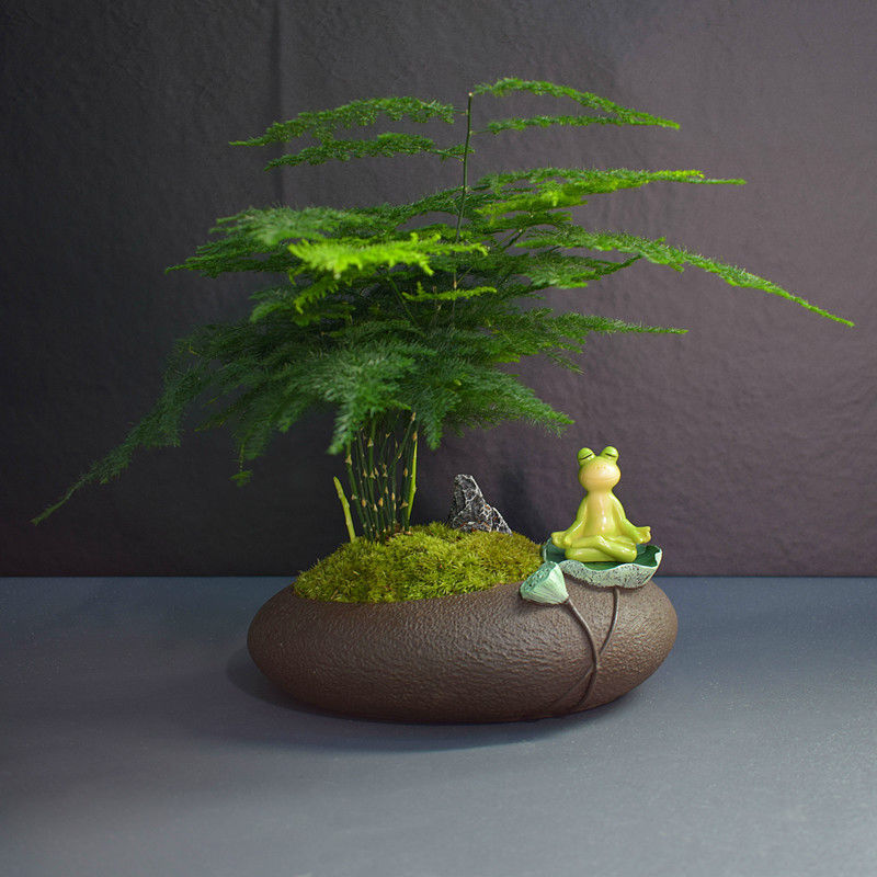 文竹组合盆景