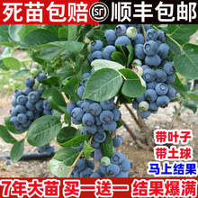 蓝莓树果苗带果蓝莓苗盆栽庭院南方北方种植特大水果树苗当年结果