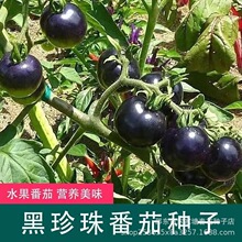 真甜黑柿子番茄种子黑番茄紫黑西红柿种子大果型黑番茄籽阳台盆栽