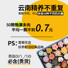 多肉植物室内带盆组合小盆栽带桩大颗好养活多品种花卉绿植营养土