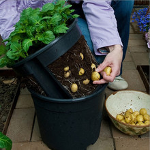 土豆种植盆种植桶室内阳台蔬菜种菜盆神器幼儿园儿童自然科学盆栽