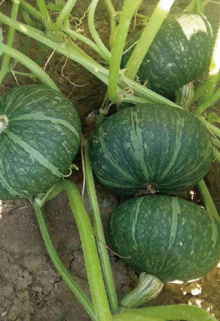 常丰贵妃甜栗南瓜种子 甜糯可口墨绿扁圆粉质甘面菜农菜园基地